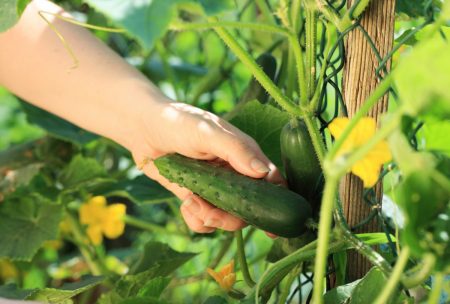 De beste variëteiten van komkommers voor open grond, beoordelingen