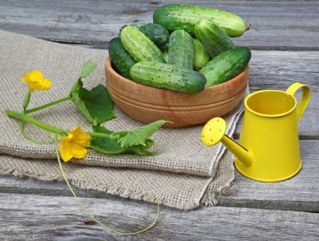 Feeding cucumbers in a greenhouse with folk remedies