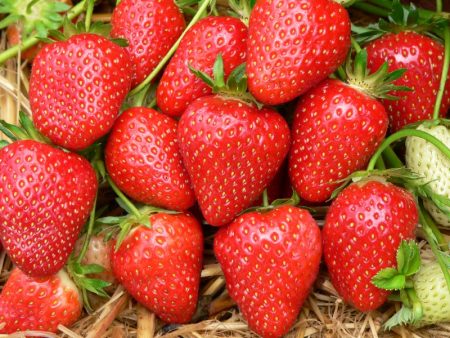 Strawberry Zenga Zengana: popis odrůdy, foto