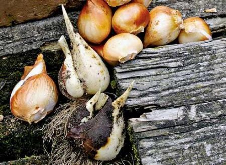 How to store tulip bulbs after