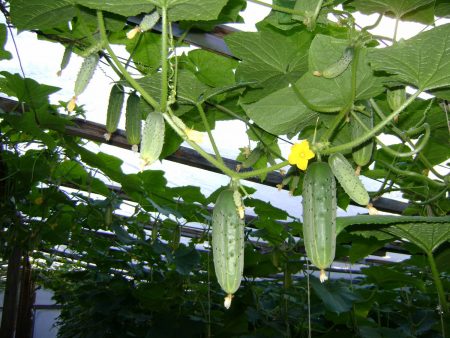 Uborka polikarbonát üvegházban: ültetés és gondozás, bokorképzés