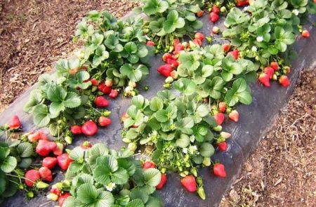 Strawberry Gigantella: popis odrůdy, foto