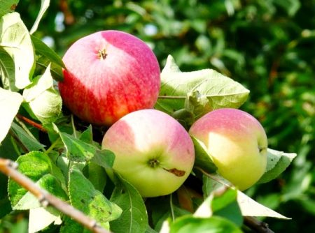 شجرة التفاح