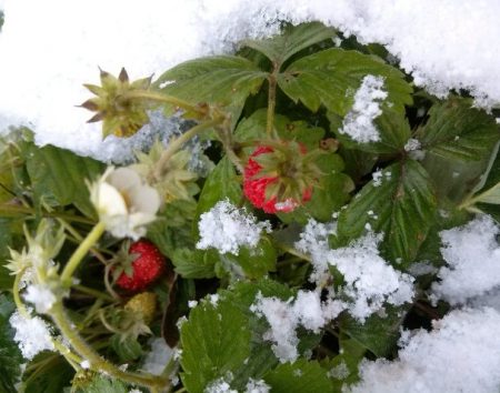 Hoe aardbeien voor de winter voor te bereiden