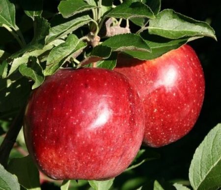 شجرة التفاح لوبو: الوصف ، الصورة ، استعراض