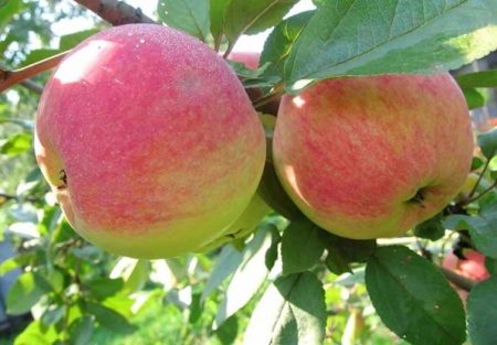 Äppelträd Melba: beskrivning, foto,