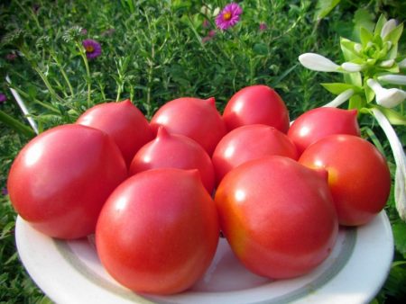 Semillas cosechadas de tomates de selección siberiana