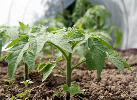 Hur man vattnar tomater efter plantering i ett växthus