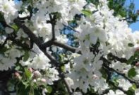 hur man tar hand om ett äppelträd på våren