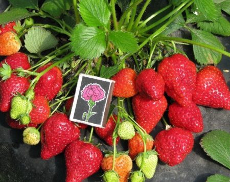 Strawberry Queen Elizabeth: variation beskrivning, foton, recensioner