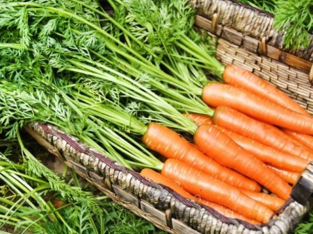 When to remove carrots from the beds for winter storage