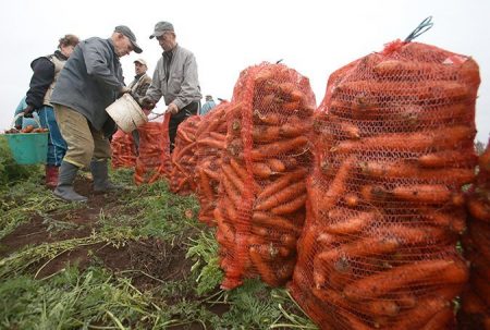 When to remove carrots from the garden for winter storage