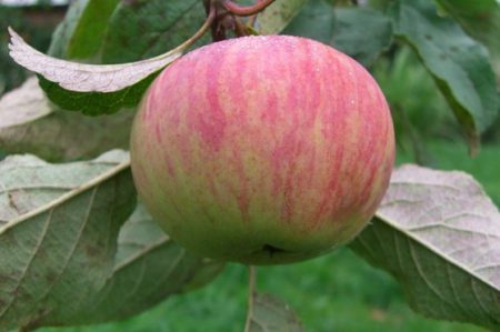 Pokok epal Korichnaya Striped: keterangan, foto