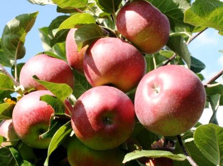 Apple tree Lobo: popis