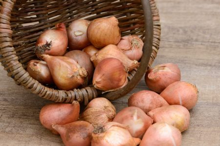 How to store tulip bulbs after flowering