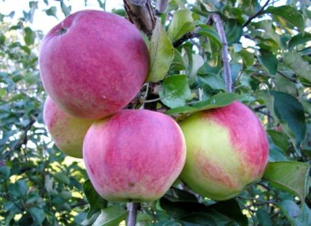 Wellsies äppelträd: beskrivning
