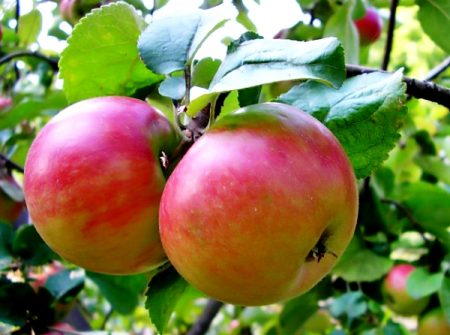 Pokok epal Zhigulevskoye: keterangan, foto, ulasan