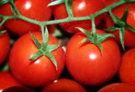 tomates cosechados de tamaño insuficiente