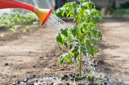 Ako zaliať paradajky po výsadbe v skleníku