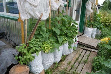 Cucumbers in bags step by step