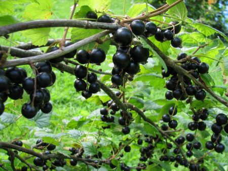 Hur man transplanterar vinbär på hösten till en ny plats