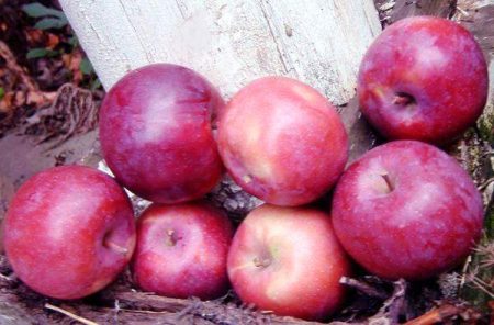 Pokok epal Lobo: keterangan, foto