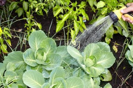watering cabbage