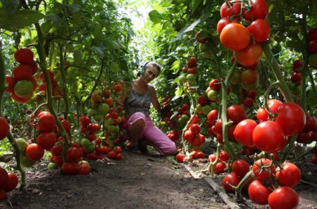 Soins de la tomate dans la serre de la plantation