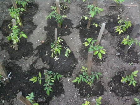 How to water tomatoes in a greenhouse