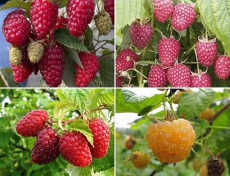 Raspberry remontant, the best varieties for Moscow region