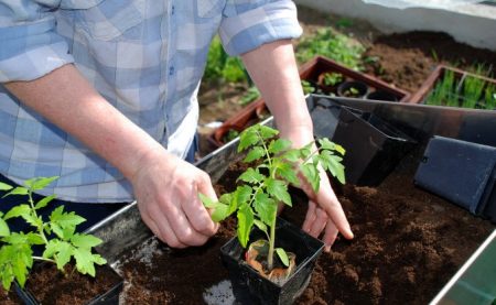 Planting tomatoes in a greenhouse requires a competent approach
