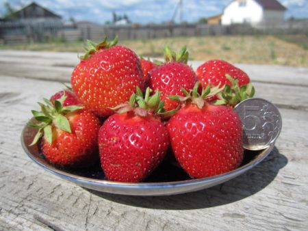 Strawberry Festivalnaya: variety description