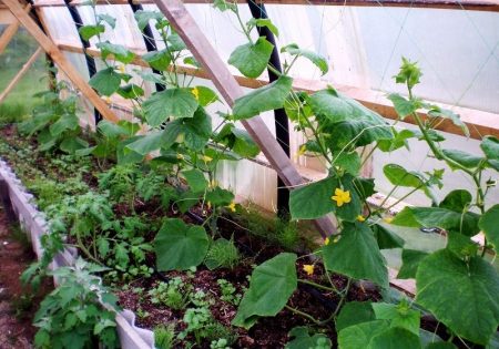 Cucumbers in a polycarbonate greenhouse: planting and care, formation
