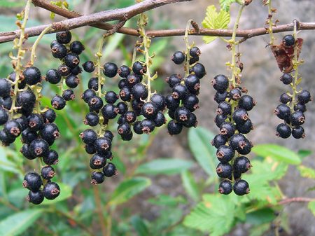Blackcurrant: propagation by cuttings in the summer