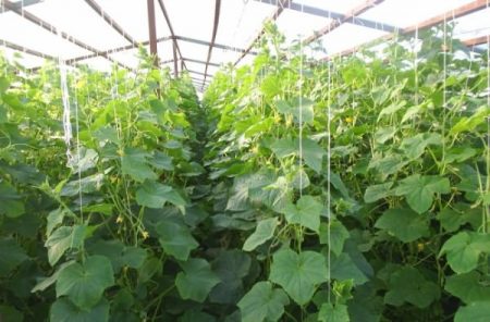 Gurkor i ett växthus av polykarbonat: plantering och skötsel, buskbildning