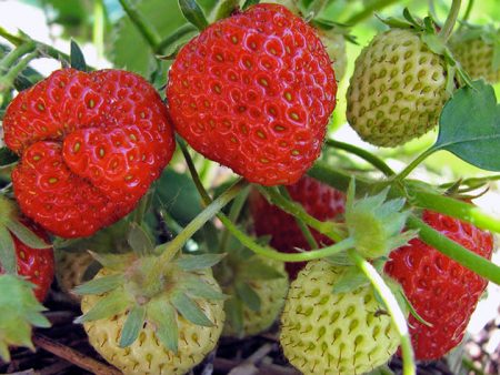 Hur man planterar jordgubbar på hösten: