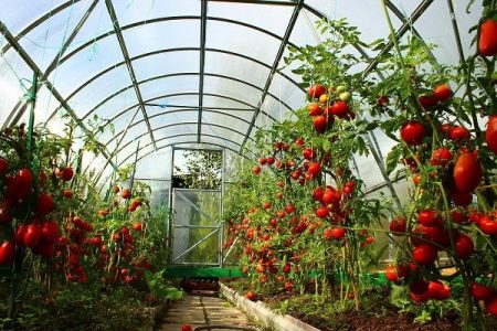 Menanam tomato di rumah hijau memerlukan pendekatan yang kompeten