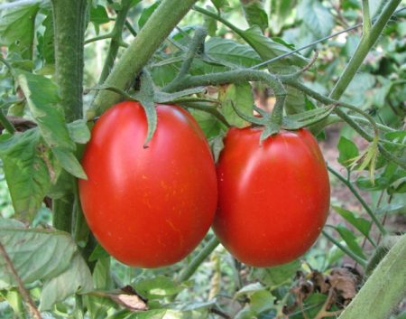 Tomatenverzorging in de kas van planten tot oogst
