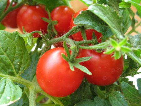 Menanam tomato di rumah hijau memerlukan pendekatan yang kompeten