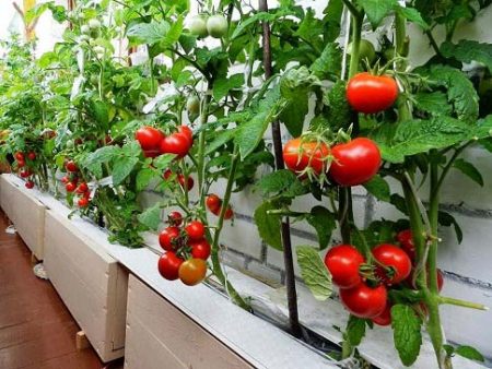 Traitement des tomates en serre, de la plantation à la récolte