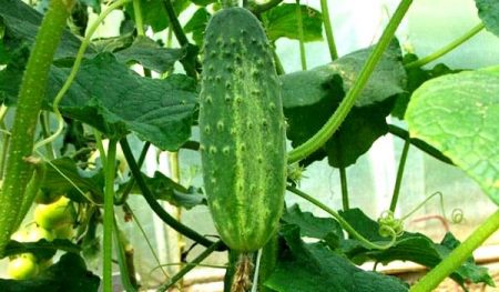 Cucumber care in the greenhouse from planting to harvest, video