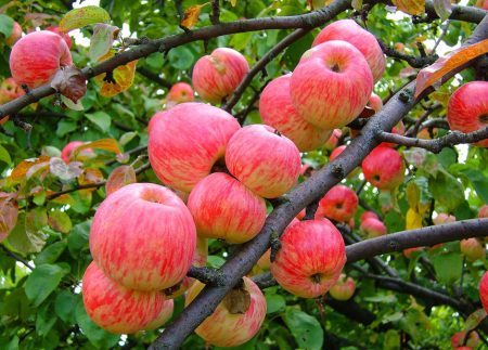 التفاح شجرة القرفة مخطط: الوصف ، الصورة ، استعراض