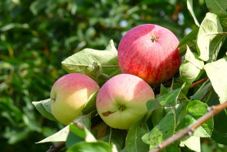 Apple-tree Melba: descriere, fotografie, recenzii