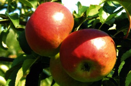 Äppelträd Zhigulevskoe: beskrivning