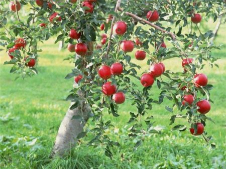 עץ תפוח מדוניצה: תיאור, תמונות, ביקורות, נחיתה