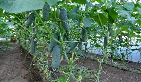 Cucumber care in the greenhouse, video