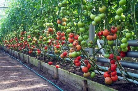 Borsyra för tomater, sprutning