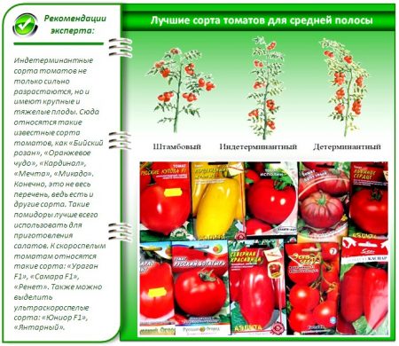 kakie-семена-tomatov-Самйе-luchshie-для-teplic