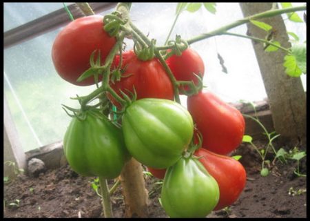 kakie-semena-tomatov-samye-luchshie-dlya-teplic-otzyvy