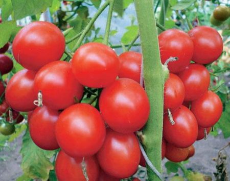 kakie-tomaty-samye-urozhai٪ cc٪ 86nye-dlya-otkrytogo-grunta-otzyvy